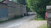 HM (68).jpg